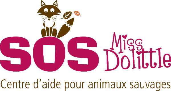SOS Miss Dolittle