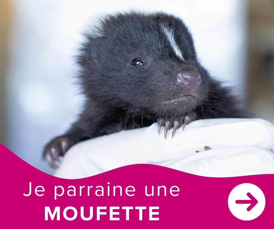 Je parraine une moufette