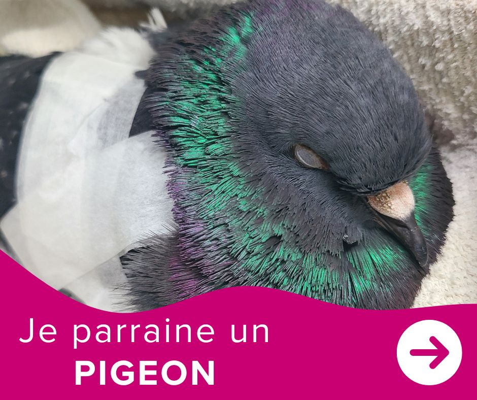 Je parraine un pigeon