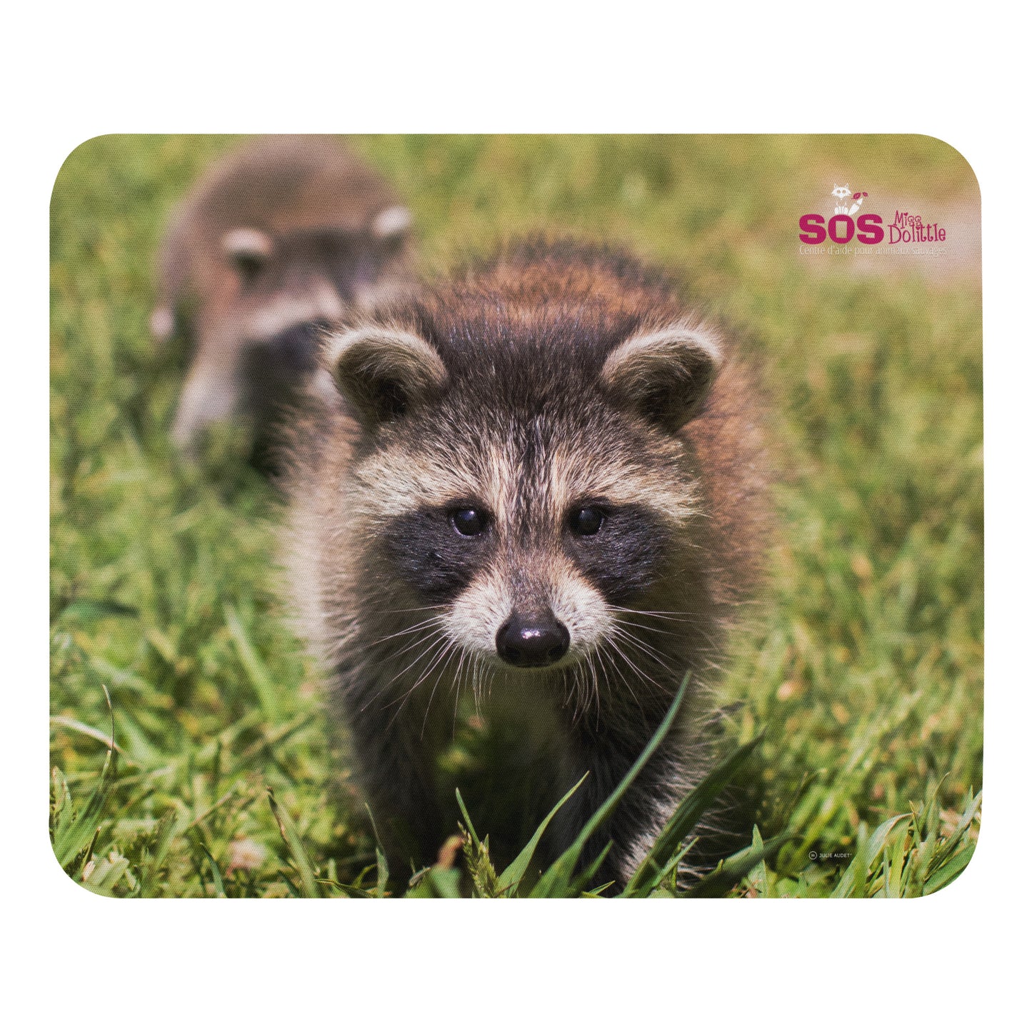 Tapis de souris Raton laveur