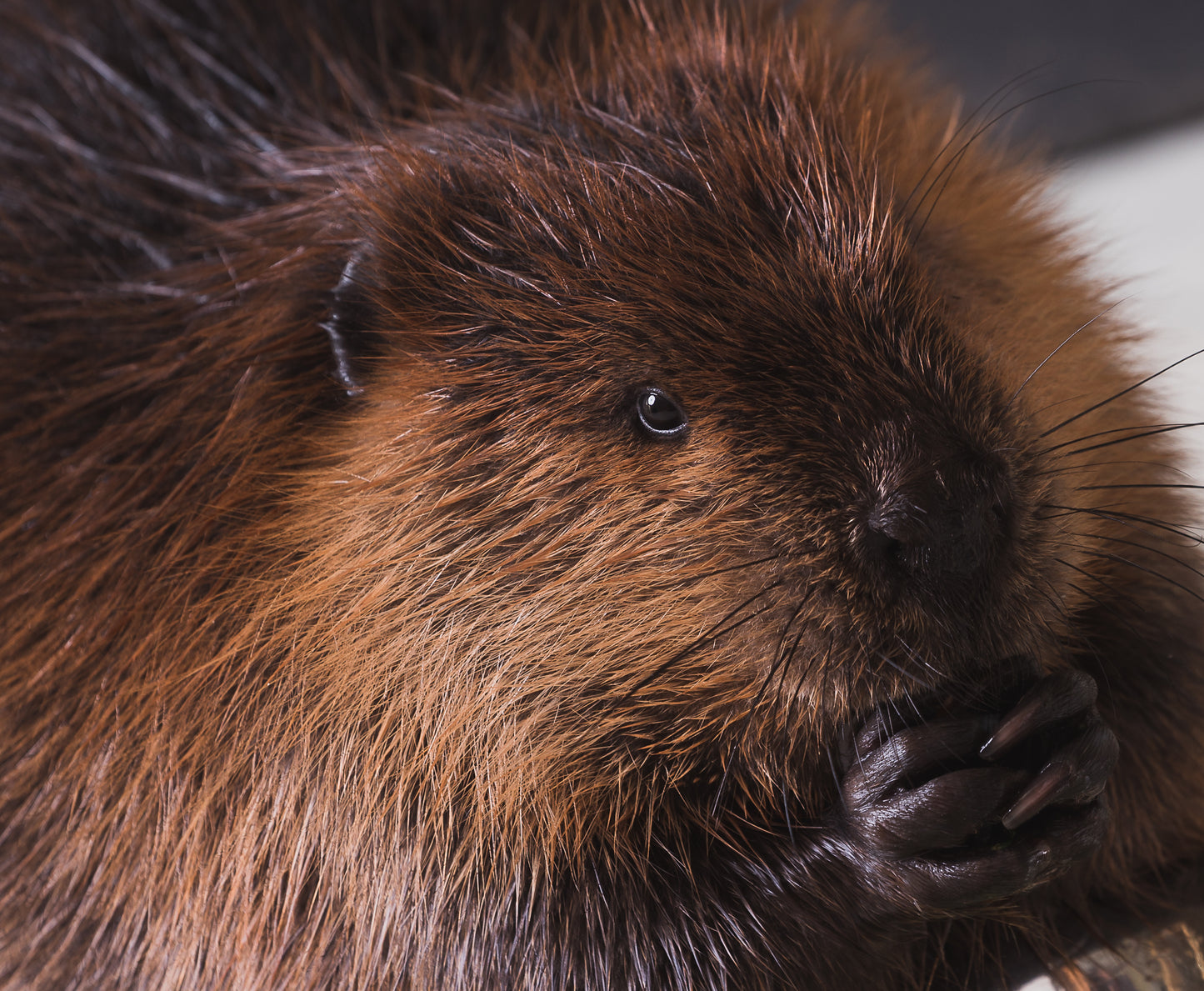 Peluche | Toutou Castor