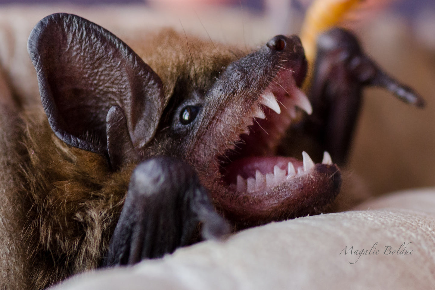 I'm sponsoring a bat