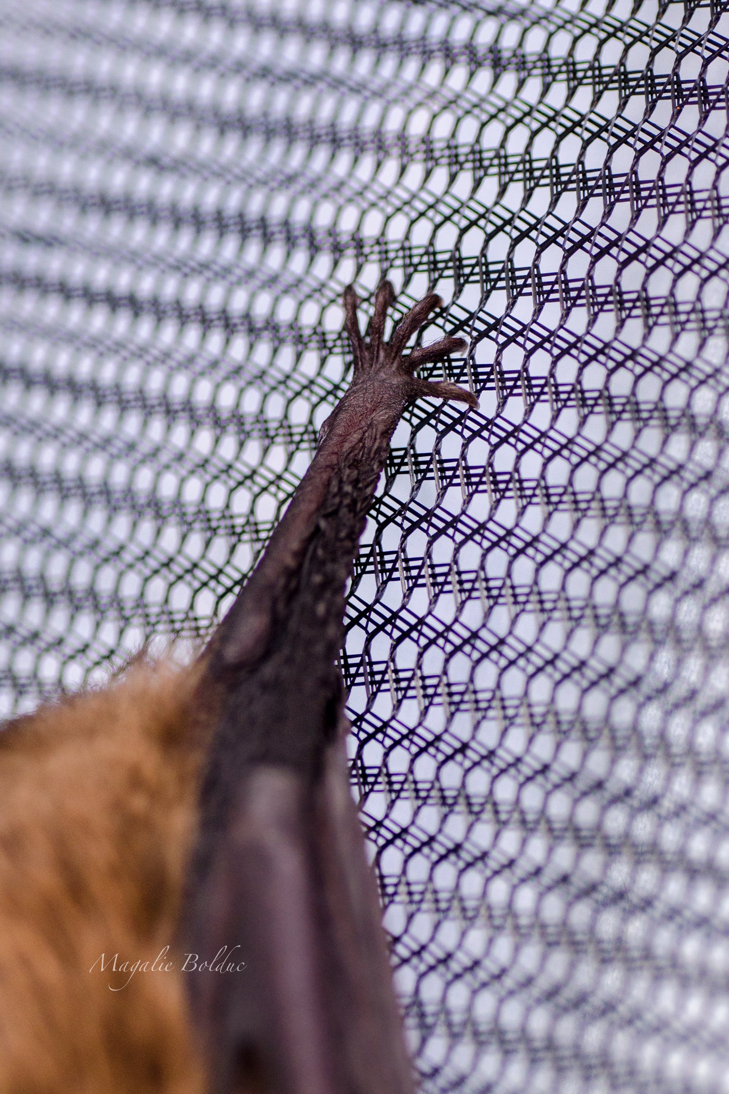 Peluche | Toutou Chauve-souris