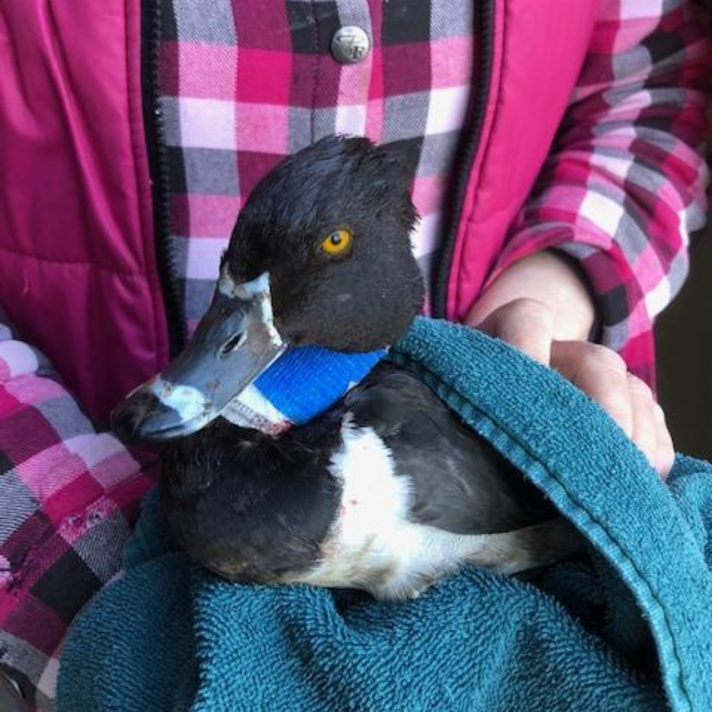 Produit zéro-déchet : Emballages alimentaires réutilisables à la cire d’abeille