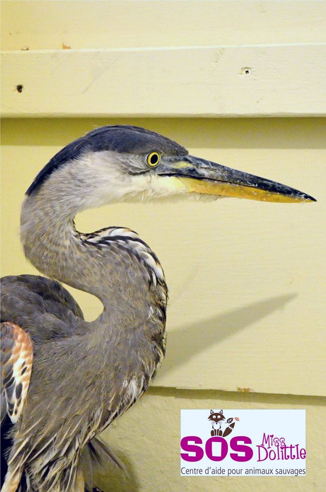 Je parraine un bébé oiseau - Troque ton chocolat