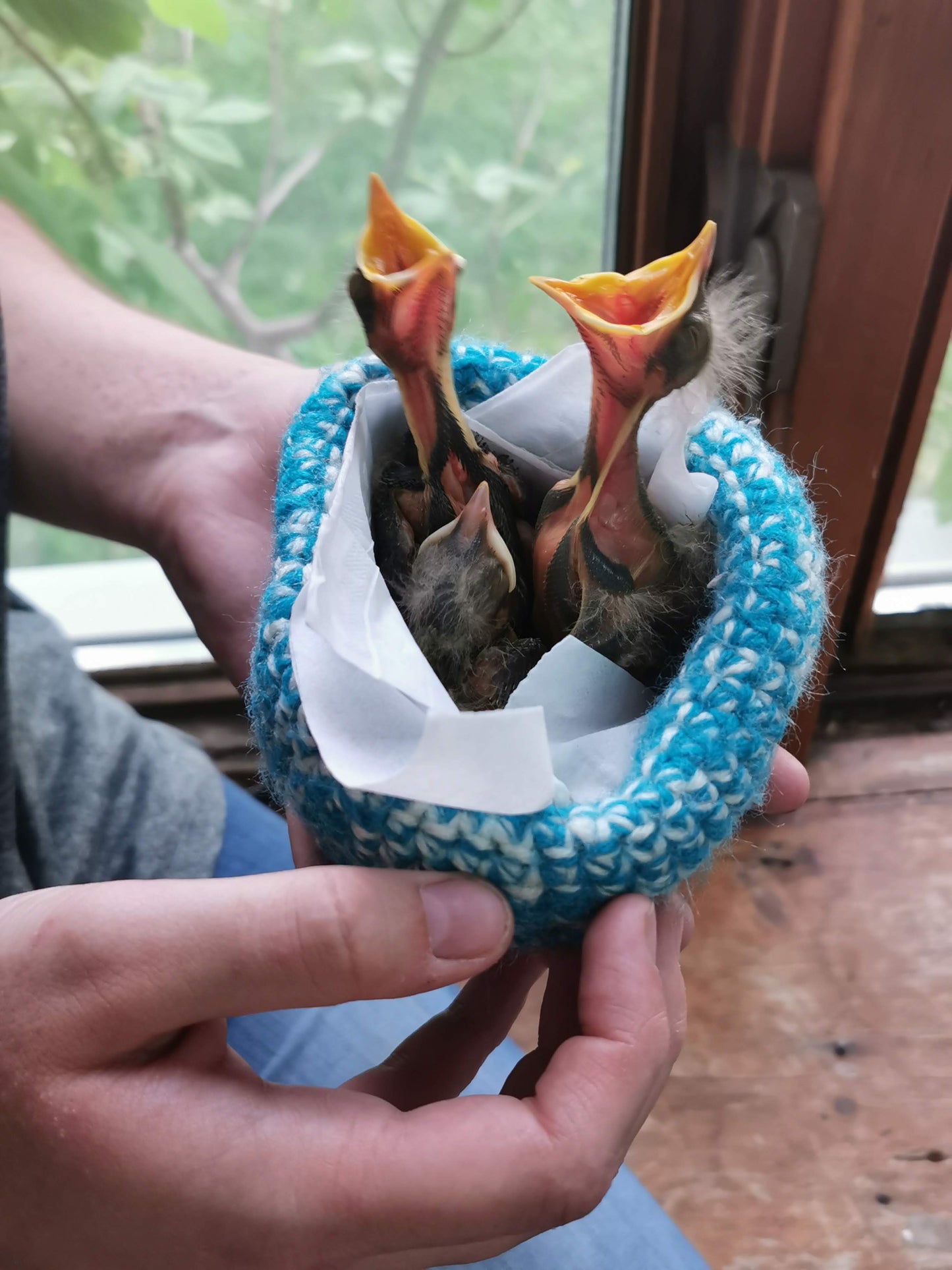 I'm sponsoring a bird