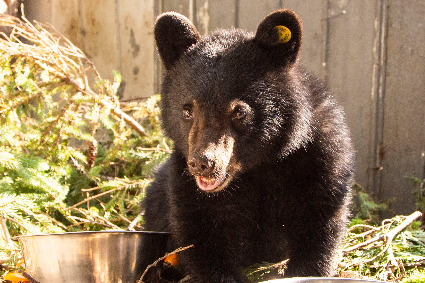 Peluche | Toutou Ours noir