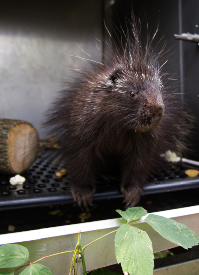 Peluche | Toutou Porc-épic
