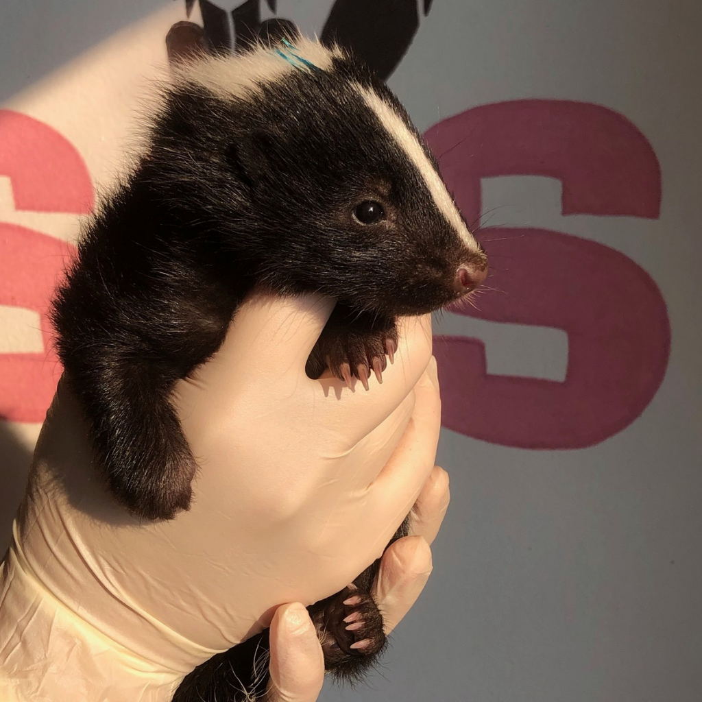 Peluche | Toutou Moufette