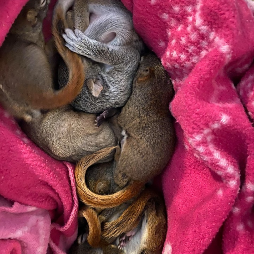 Peluche | Toutou Écureuil roux