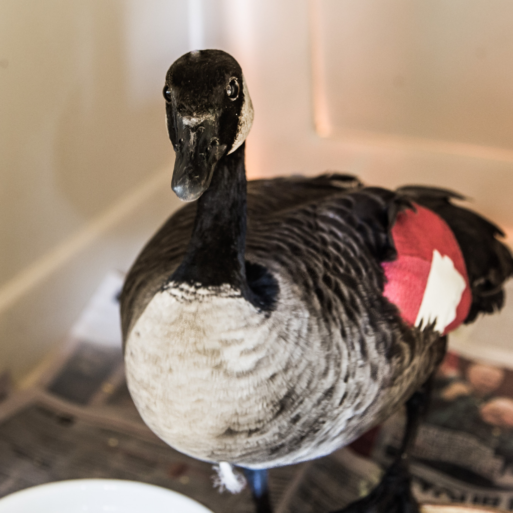 Produit zéro déchet : Ustensiles Ola-Bambou