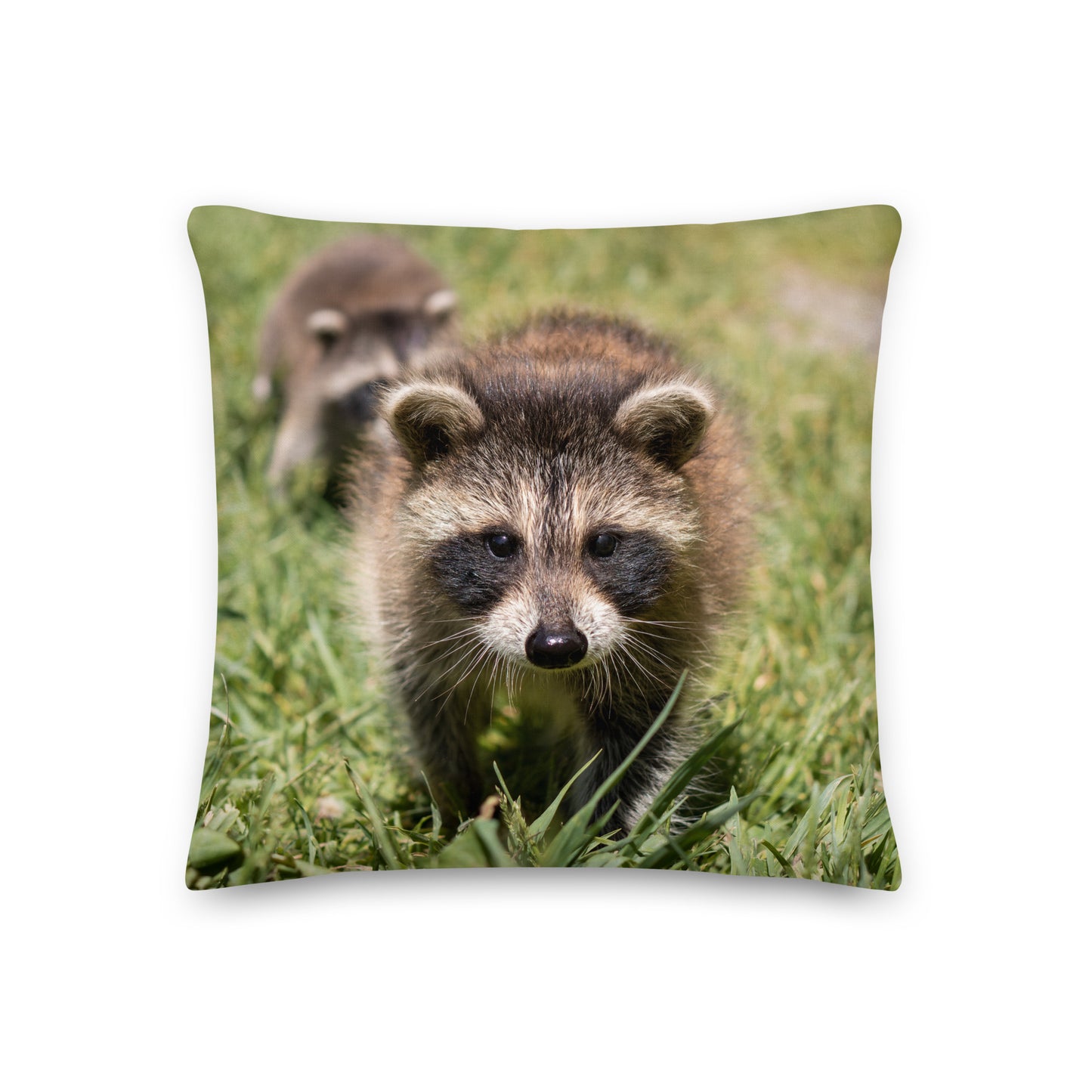 Coussin haut de gamme - Raton laveur