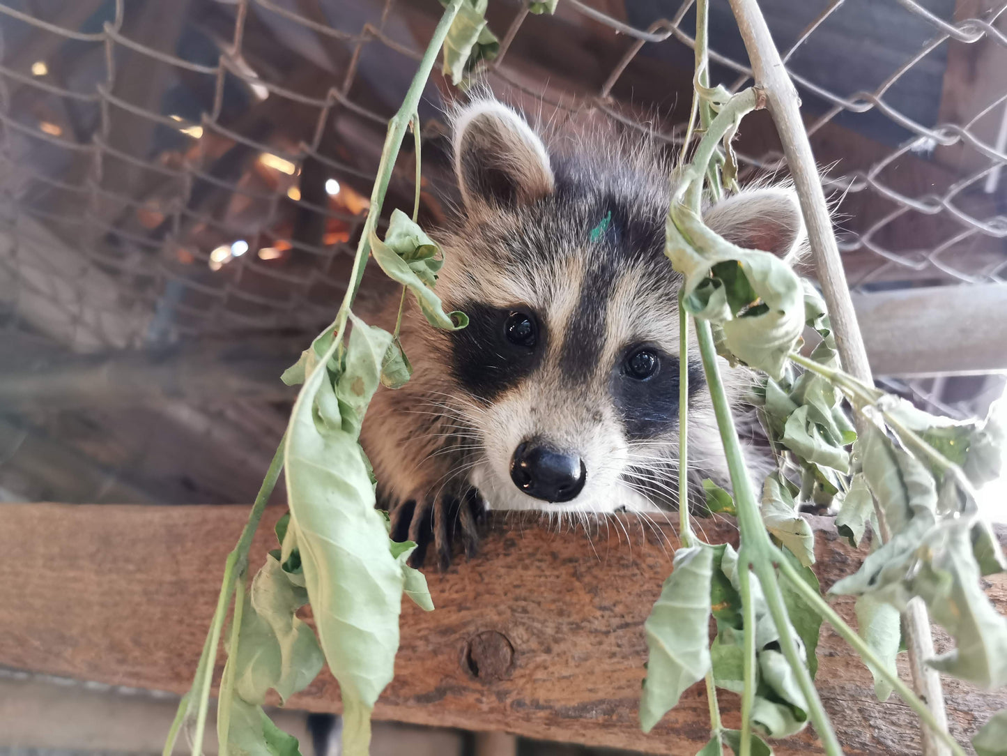 Peluche | Toutou Raton laveur