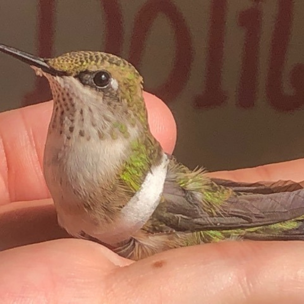 Combo amateur d'oiseaux