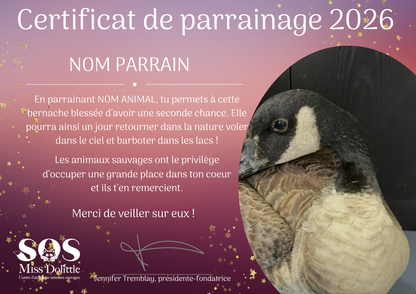 I am sponsoring a goose / barnacle goose