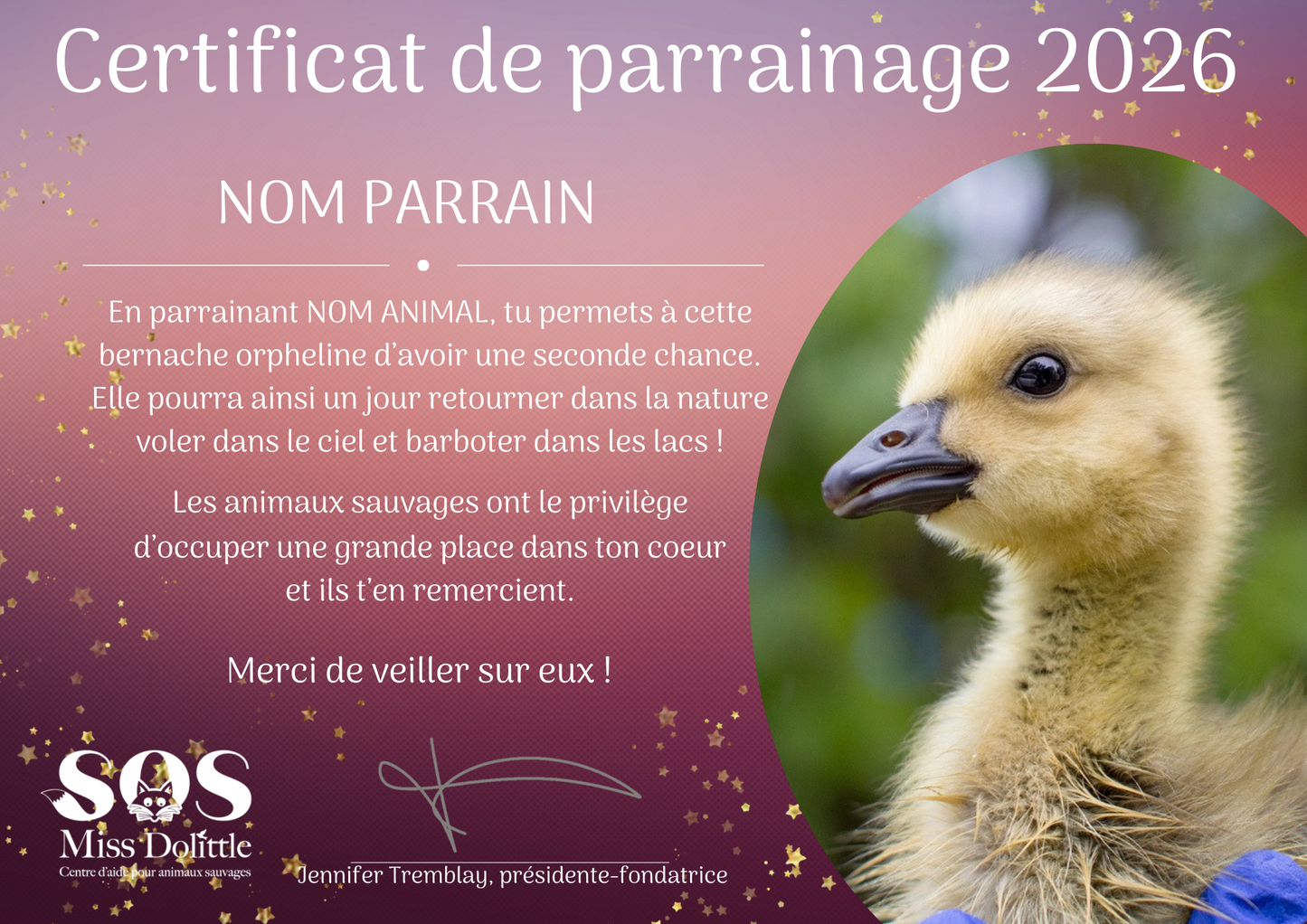 I am sponsoring a goose / barnacle goose