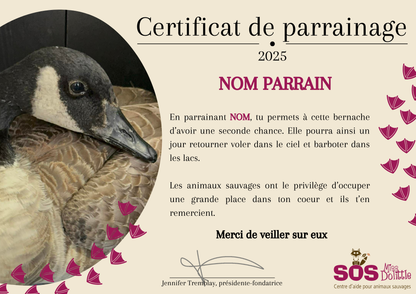 Je parraine une oie / bernache