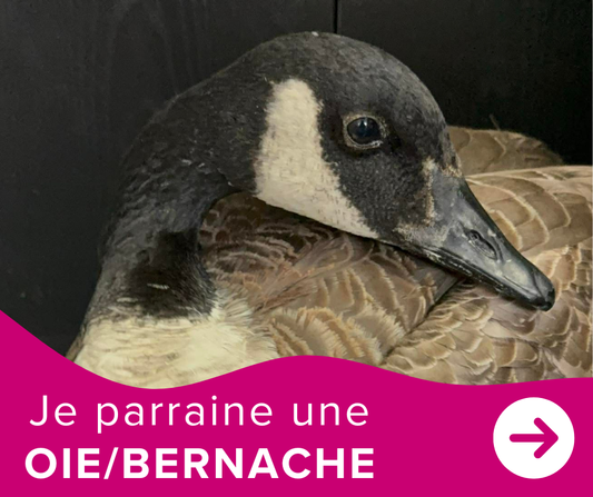 Je parraine une oie / bernache