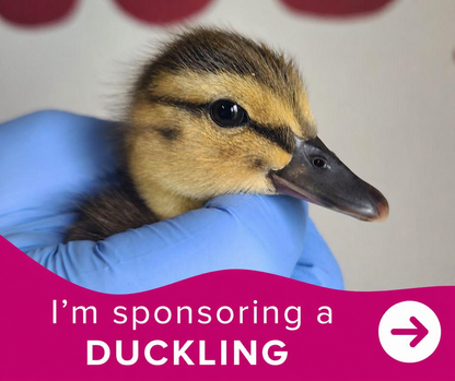 I'm sponsoring a duckling