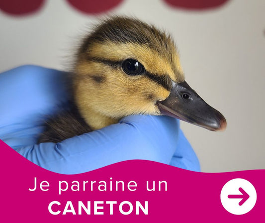 Je parraine un caneton