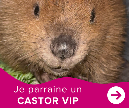 Je parraine un castor - VIP