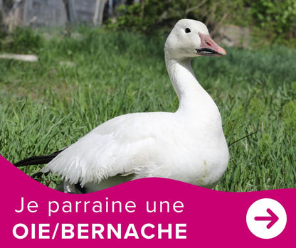 Je parraine une oie / bernache