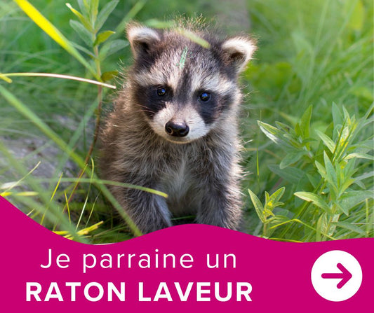 Je parraine un raton-laveur
