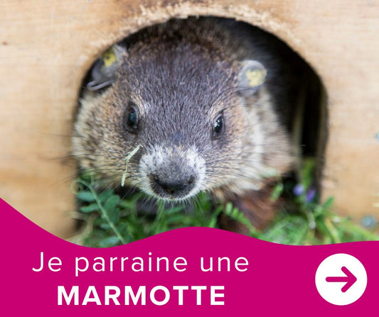 Je parraine une marmotte