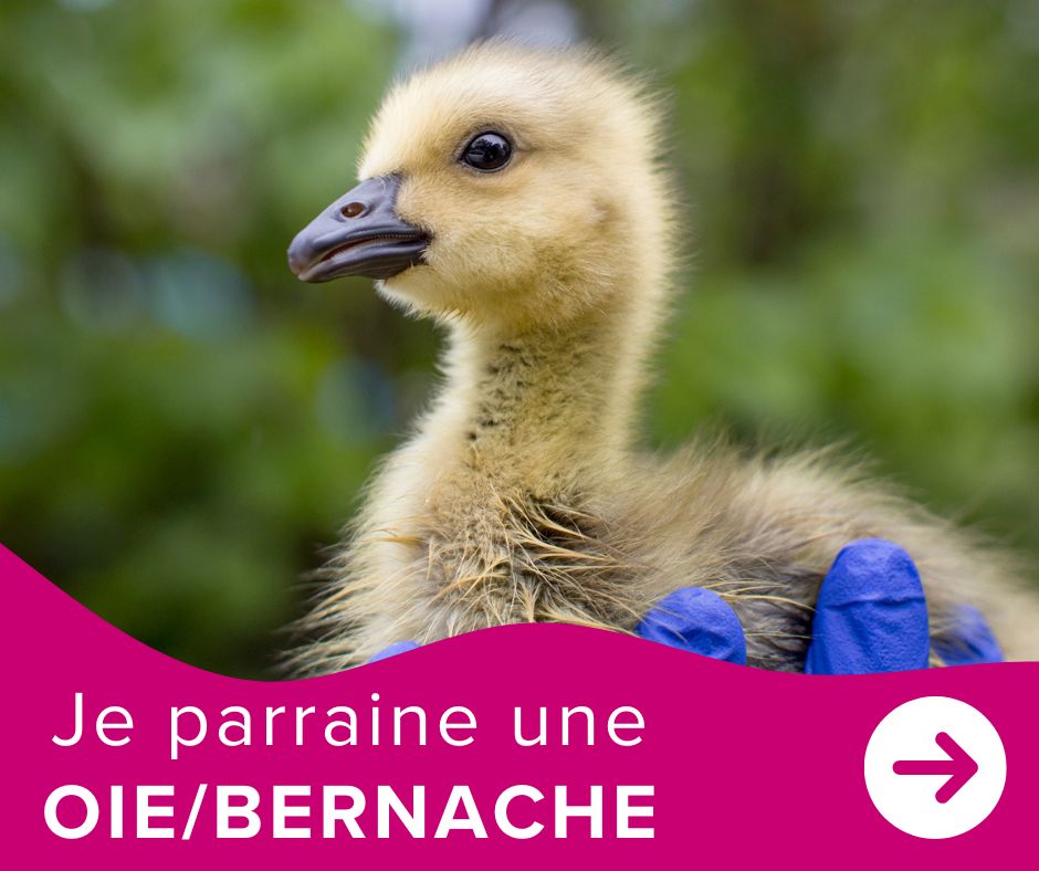 Je parraine une oie / bernache