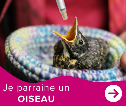 Je parraine un oisillon