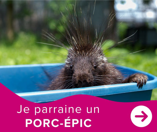 Je parraine un porc-épic