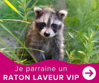 Je parraine un raton-laveur - VIP
