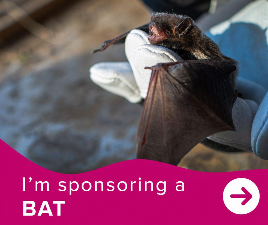 I'm sponsoring a bat