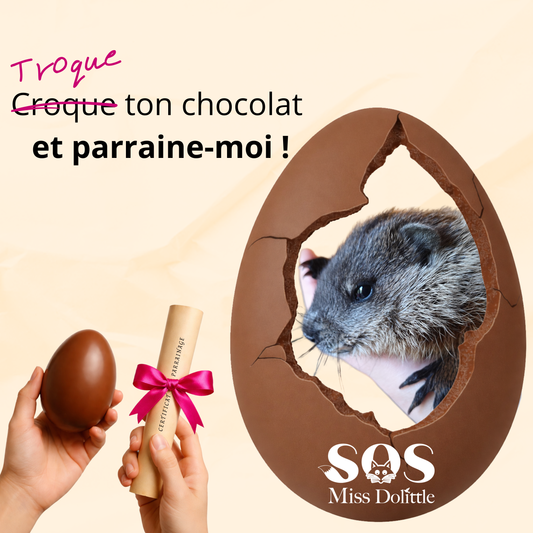Je parraine un bébé marmotte - Troque ton chocolat
