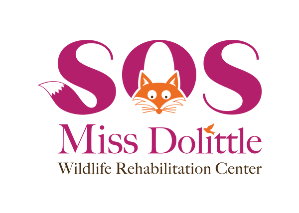 SOS Miss Dolittle