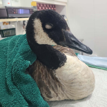 Je parraine une oie / bernache