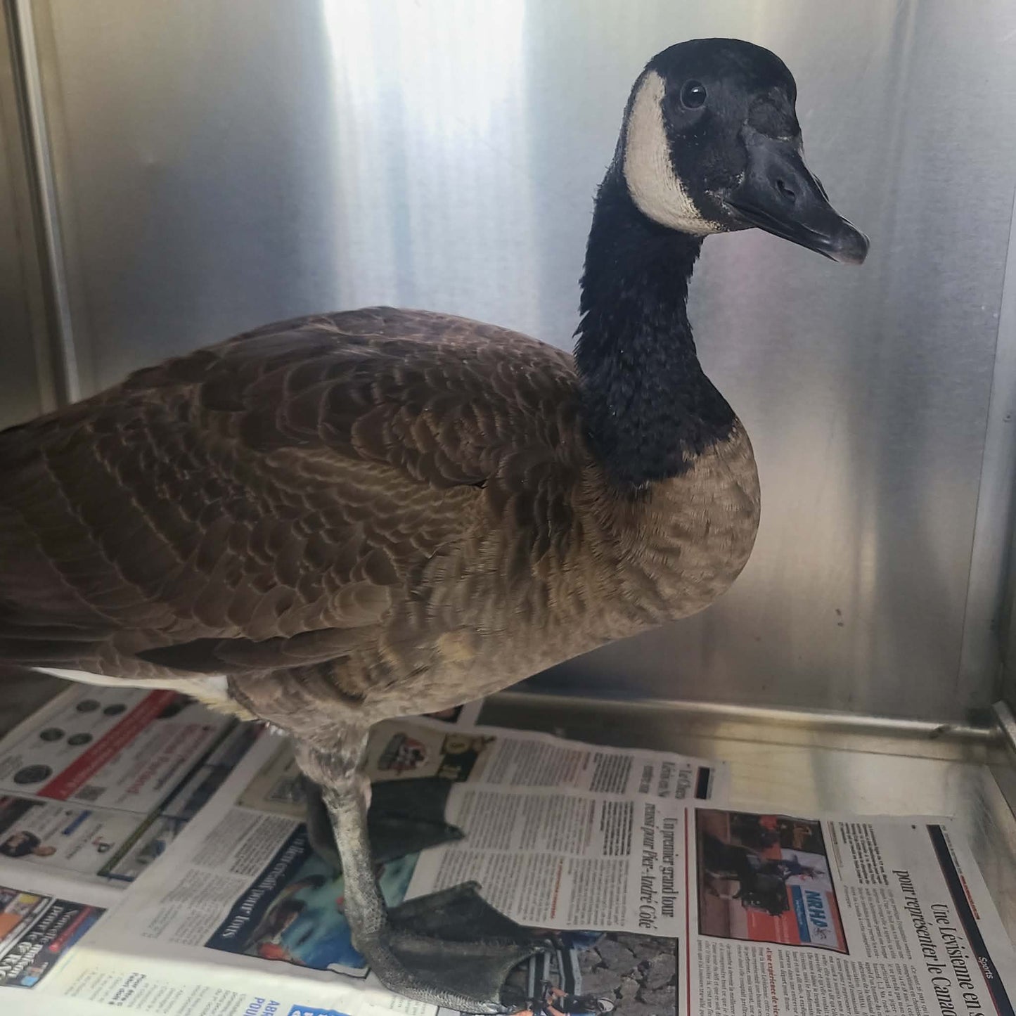 Je parraine une oie / bernache