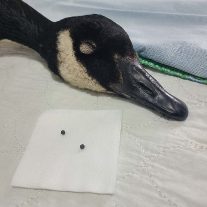 Je parraine une oie / bernache