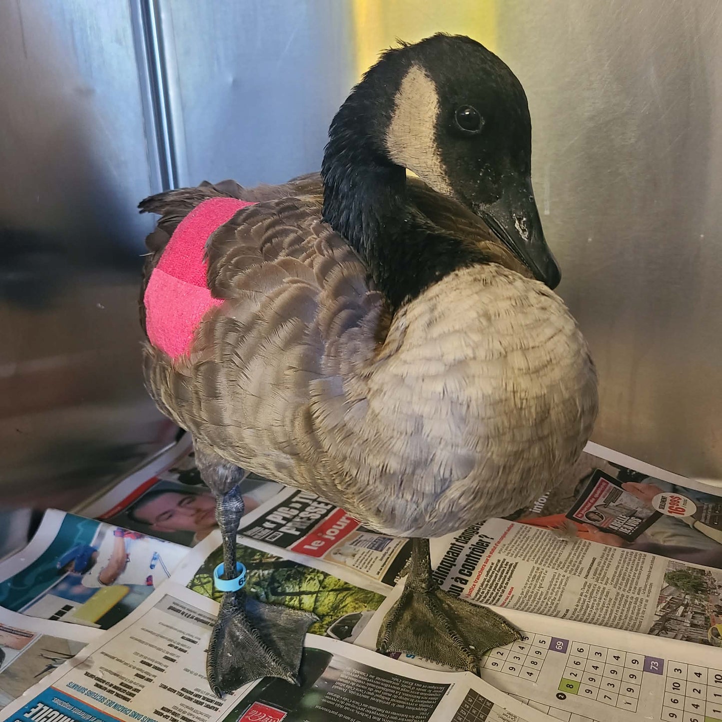 Je parraine une oie / bernache