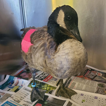 Je parraine une oie / bernache