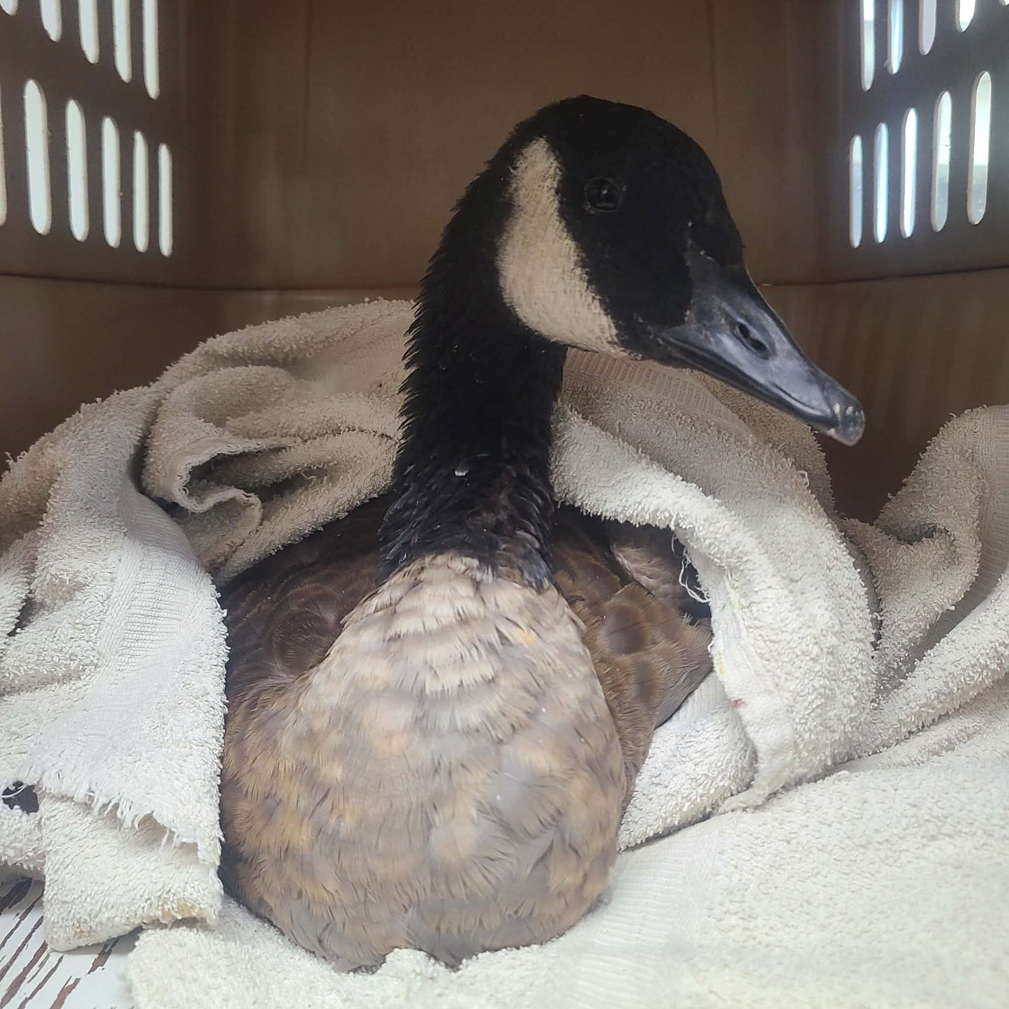 Je parraine une oie / bernache