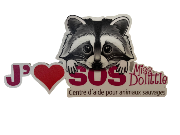 Autocollant SOS Miss Dolittle - Raton laveur