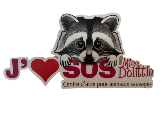 Autocollant SOS Miss Dolittle - Raton laveur