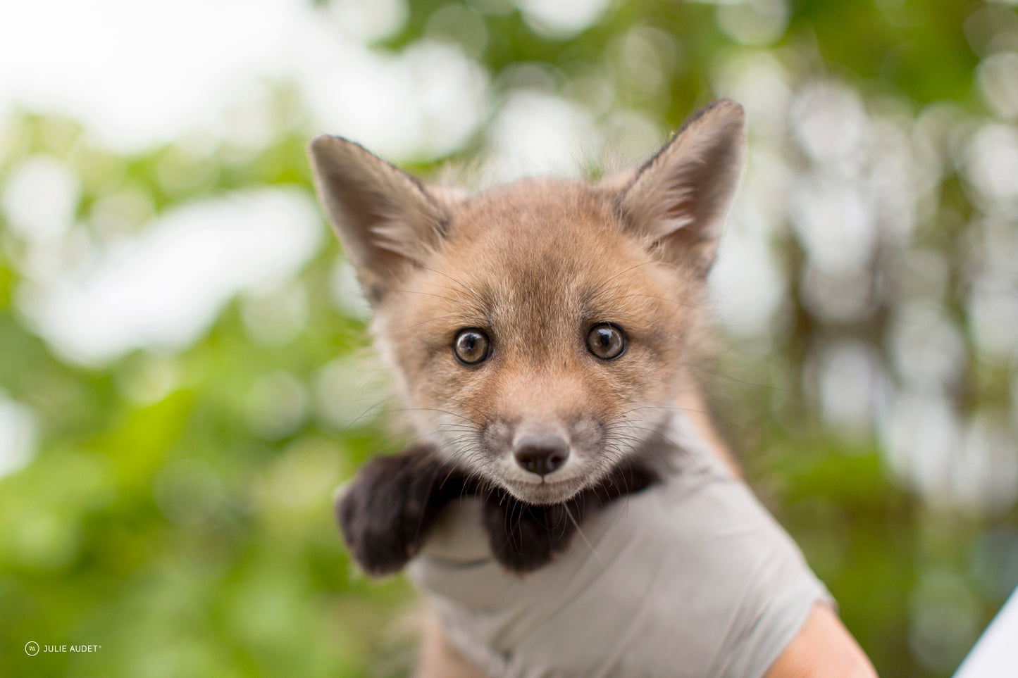 Peluche | Toutou Renard