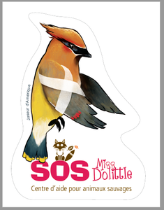 Autocollant SOS Miss Dolittle - Jaseur d'Amériqué